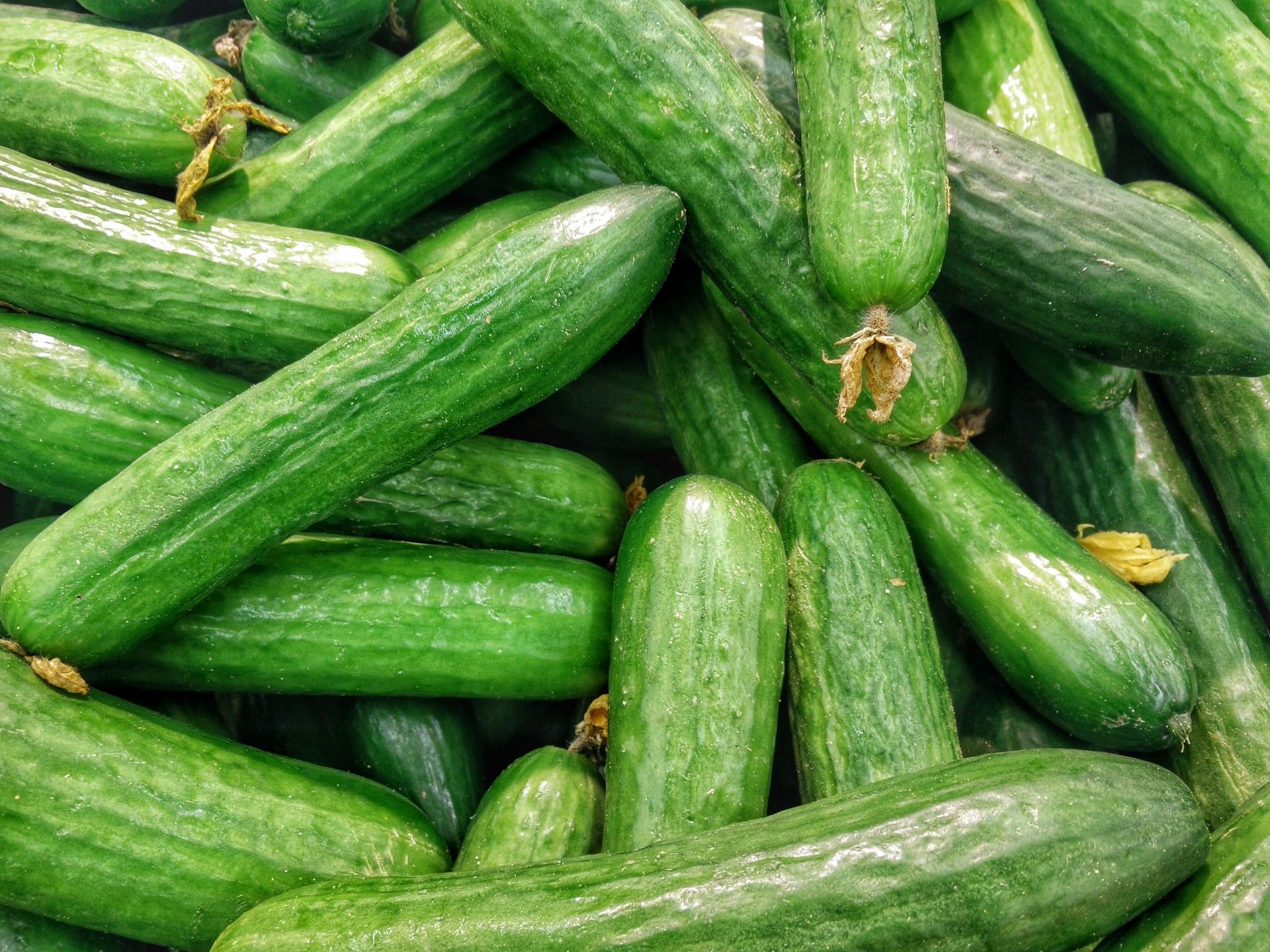 Most hydrating vegetable (Image via Unsplash/Harshal S)